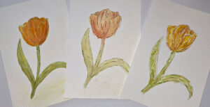 Tulpen in unterschiedlichen Aquarelltechniken gemalt
