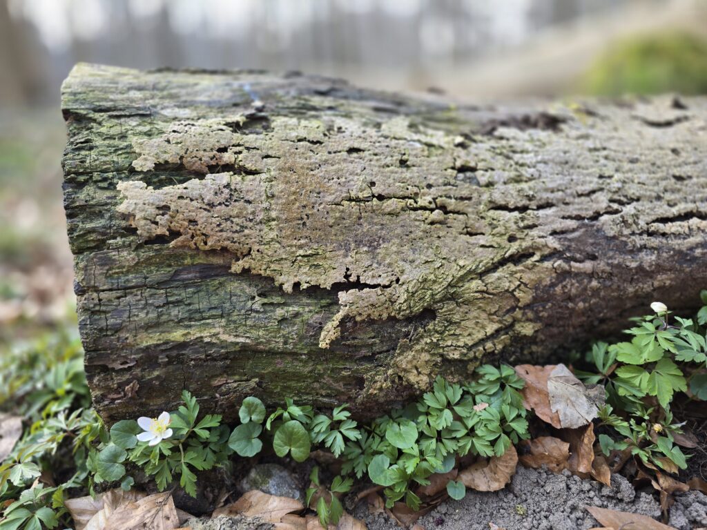 Buschwindröschen geschützt unter einem Baumstamm