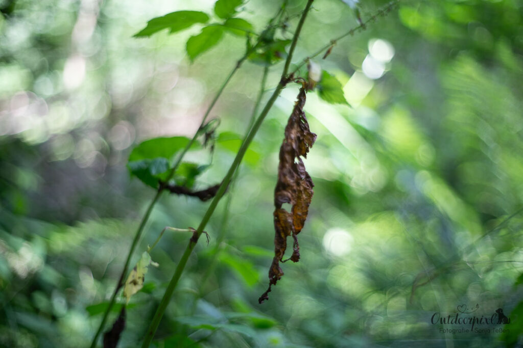 Waldbaden: verwelktes Blatt