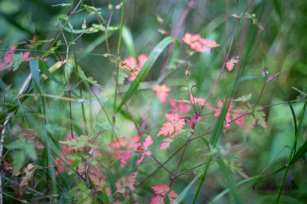 Waldbaden: Farbe im Wald
