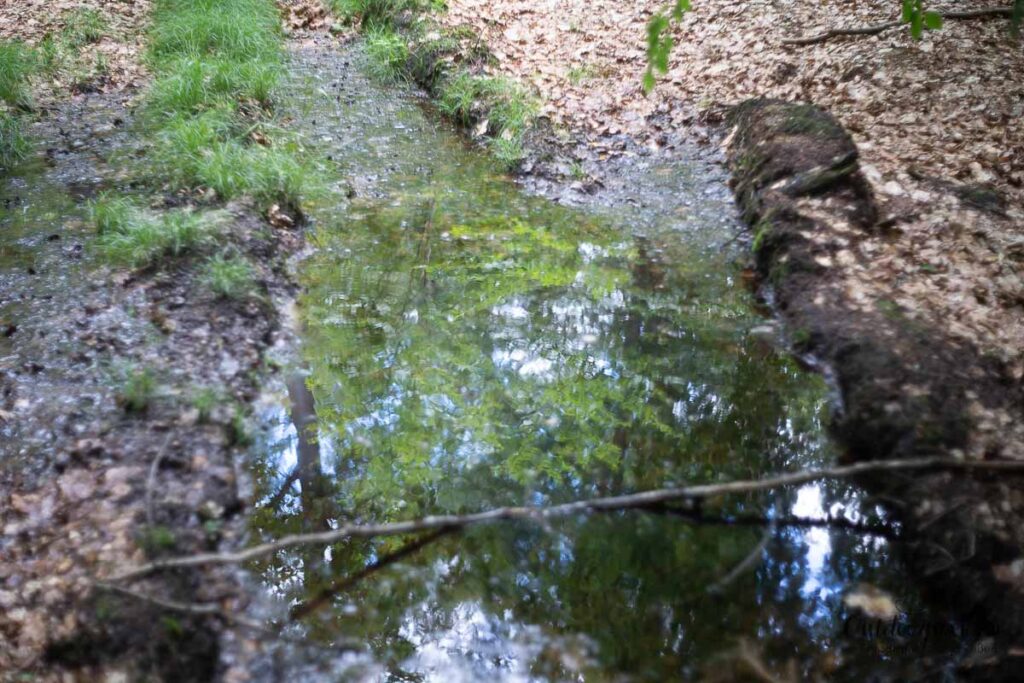 Waldbaden: Wasser im Wald
