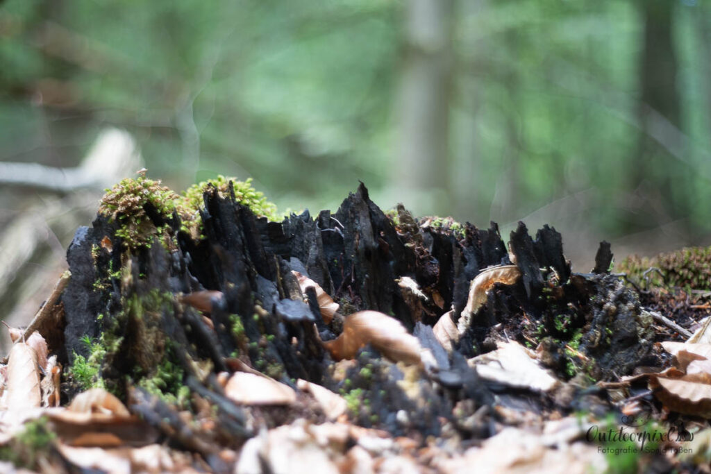 Waldbaden: verkohlte Wurzel