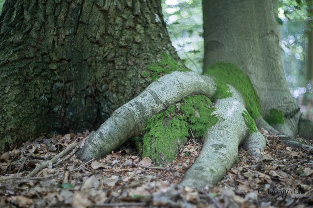 Waldbaden: verwurzelt
