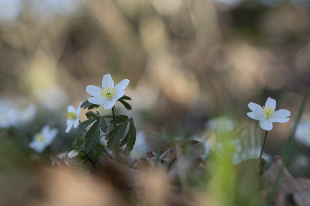 Wabi Sabi Fotografie: Buschwindröschen im Wald
