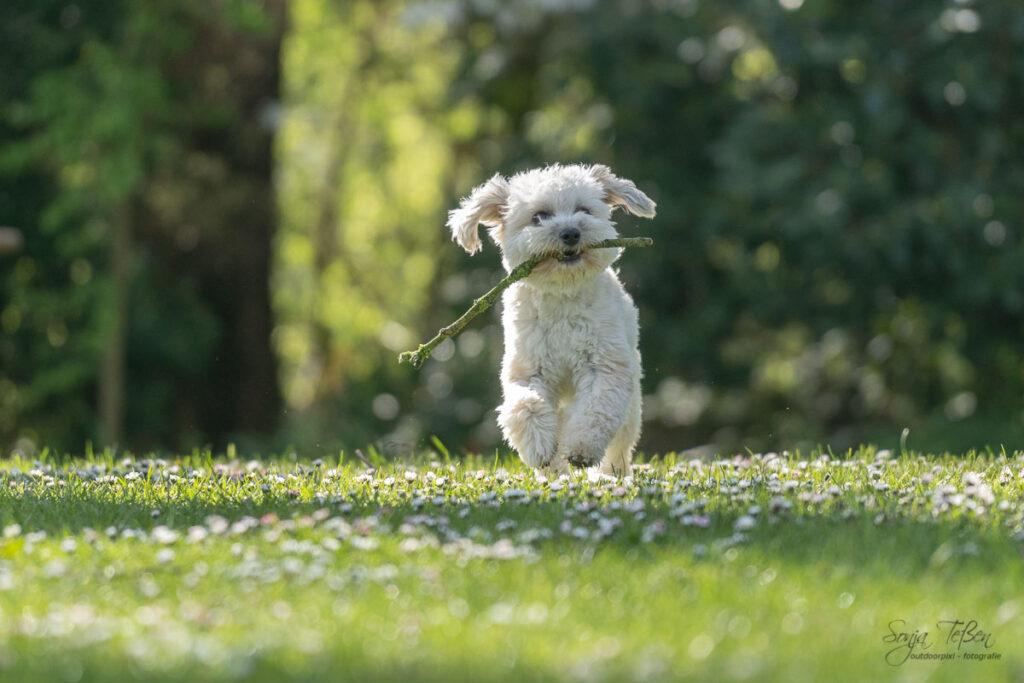 Hundefotografie: Hund im freien Spiel