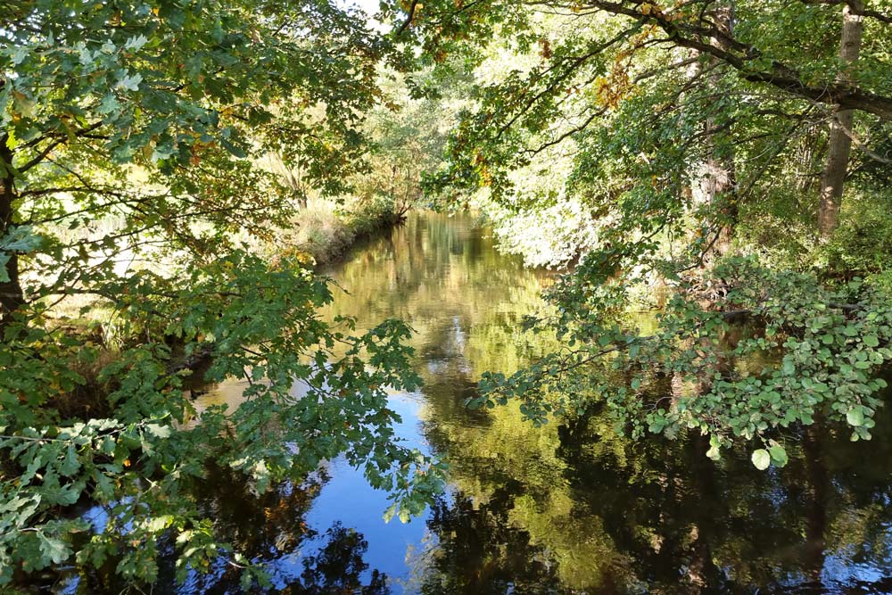 kleiner Bachlauf am Waldrand