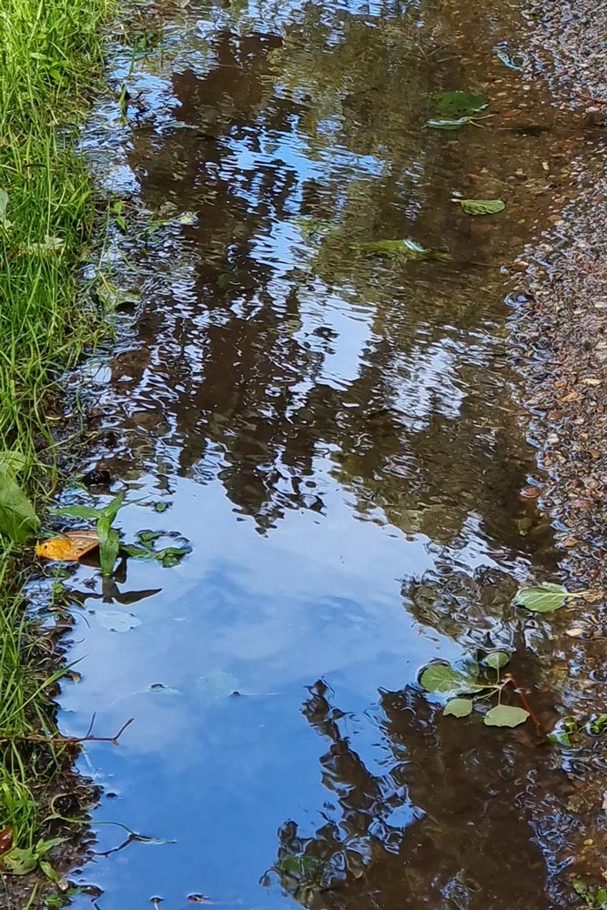 Wasser im Wald