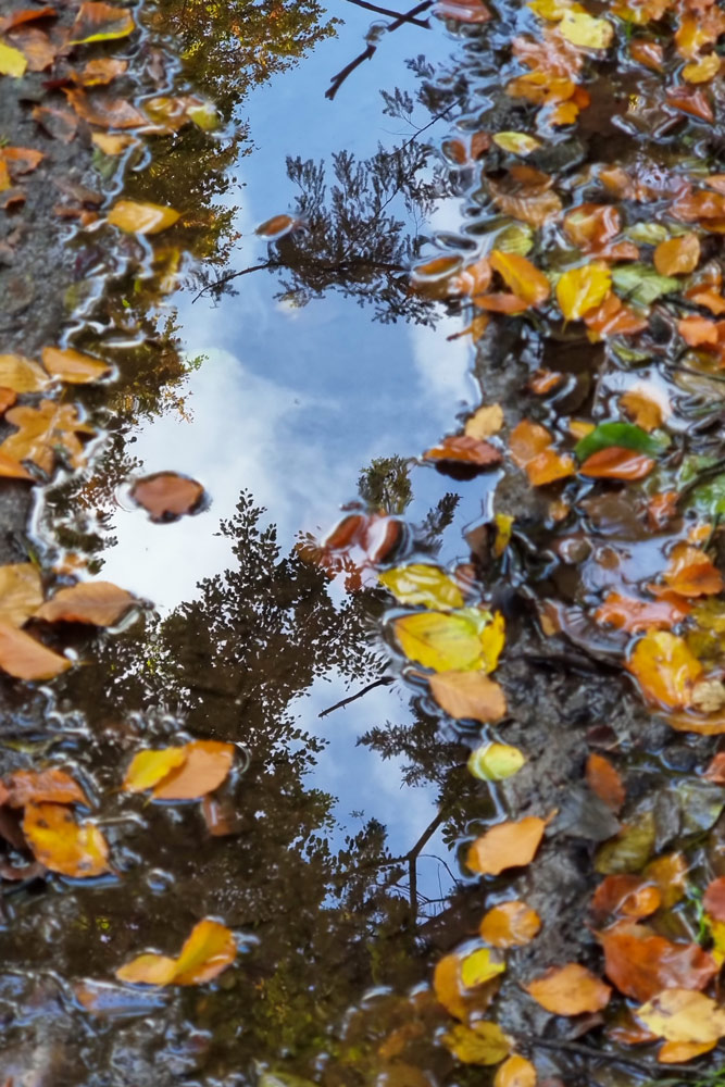 Spiegelung in einer Pfütze
