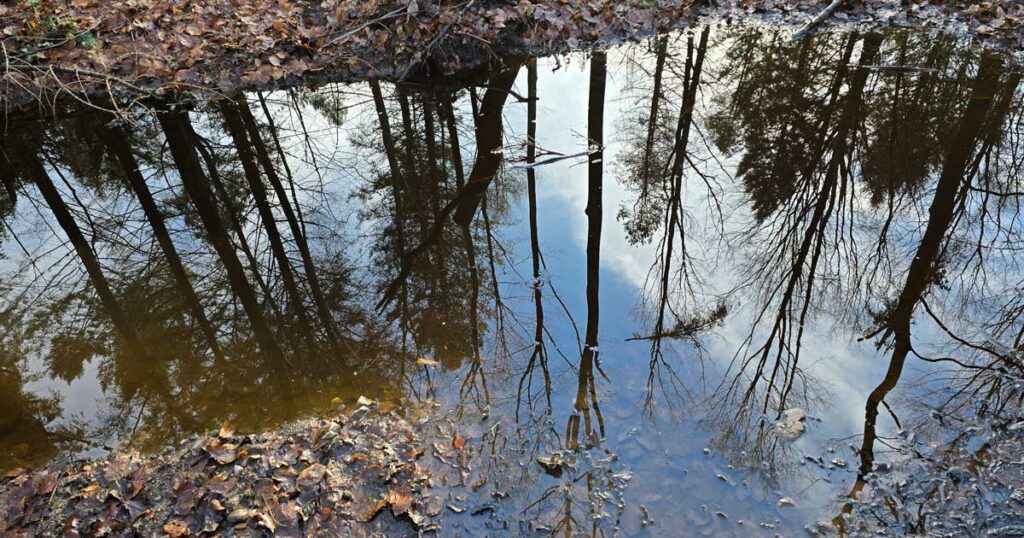 Spiegelung im Wald