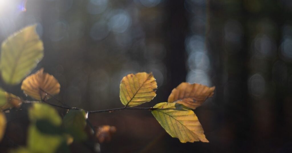 Buchenblätter im Herbst