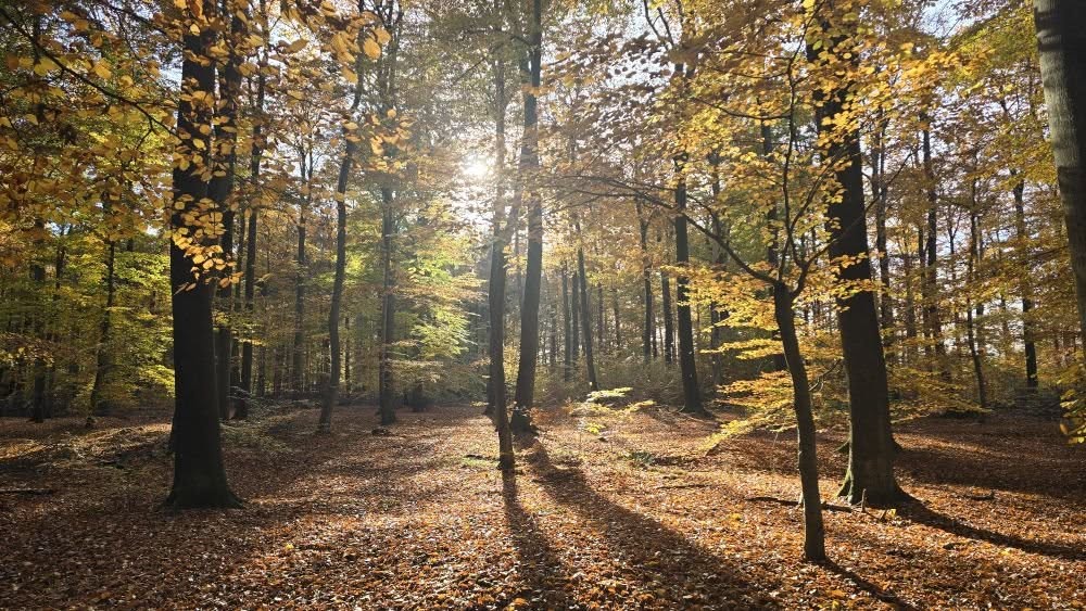 Licht im Herbstwald