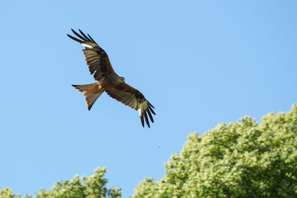 Greifvogel im Flug vor blauem Himmel über Baumkronen
