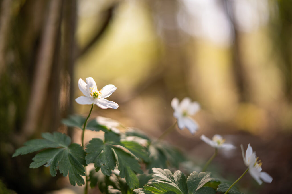 Buschwindröschen auf einer Waldlichtung für deine tägliche Portion Natur