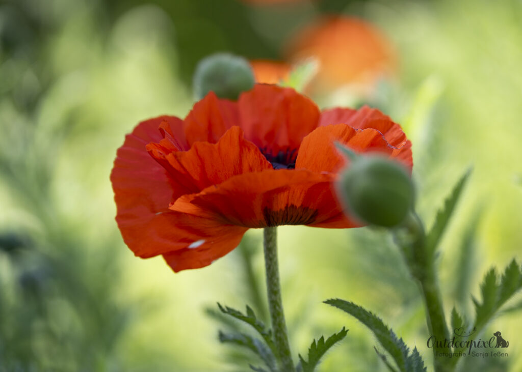 Mohnblüte als täglicher Kraftimpuls