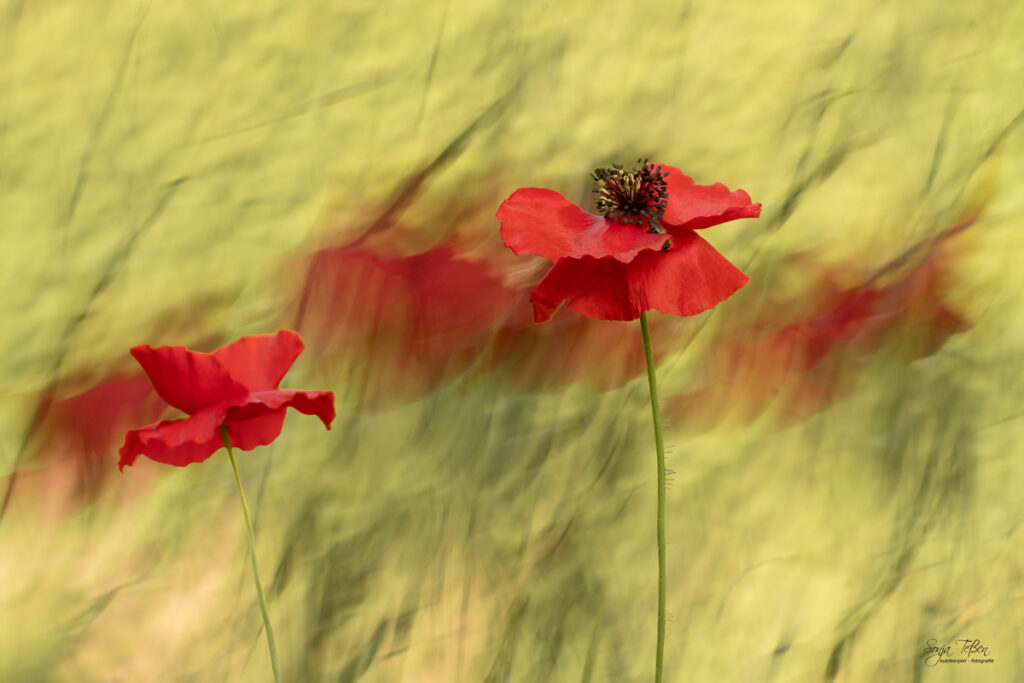 Mohnblüten Mehrfachbelichtung und ICM-Technik