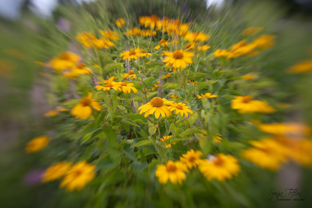 Blumenfotografie mit umgekehrter Linse