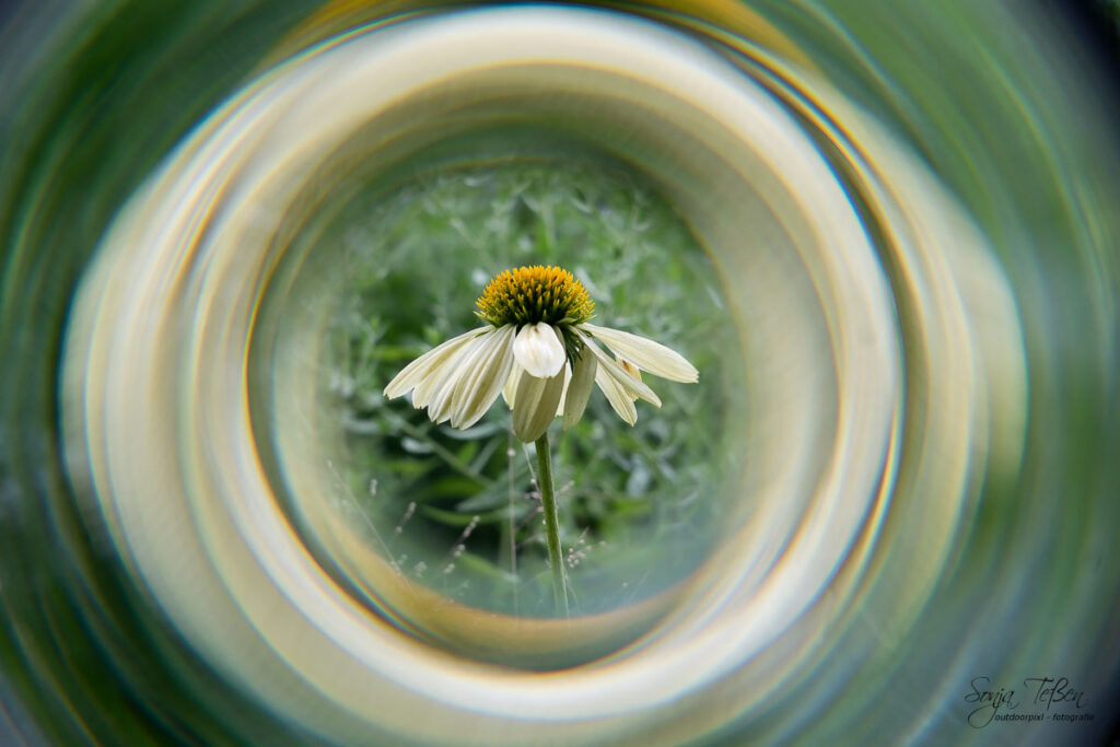 weiiße Blüte mit Spiralfilter fotografiert
