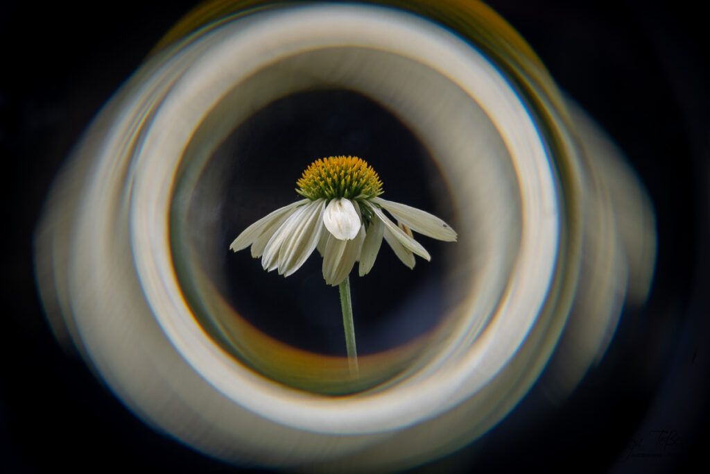weiiße Blüte mit Spiralfilter und schwarzem HIntergrund fotografiert
