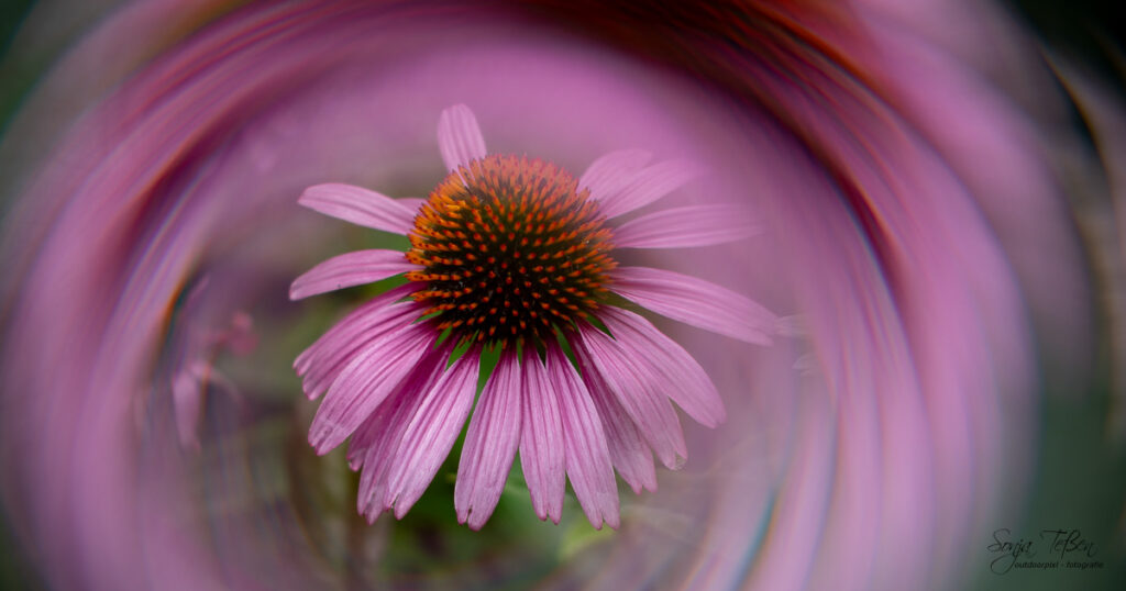 Tanzende Blüten - Filterfotografie