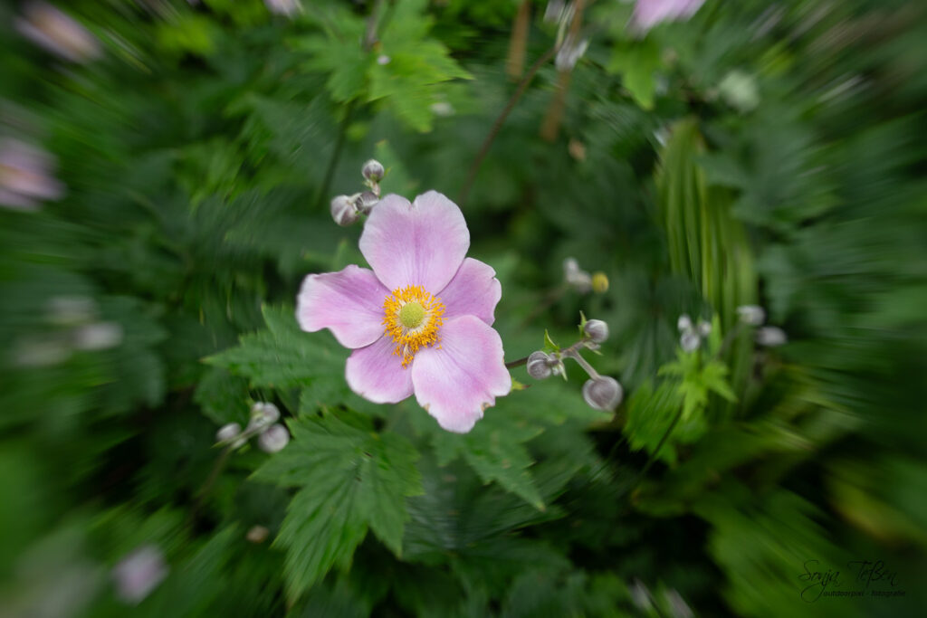 rosa Blüte mit umgekehrter Linse fotografiert