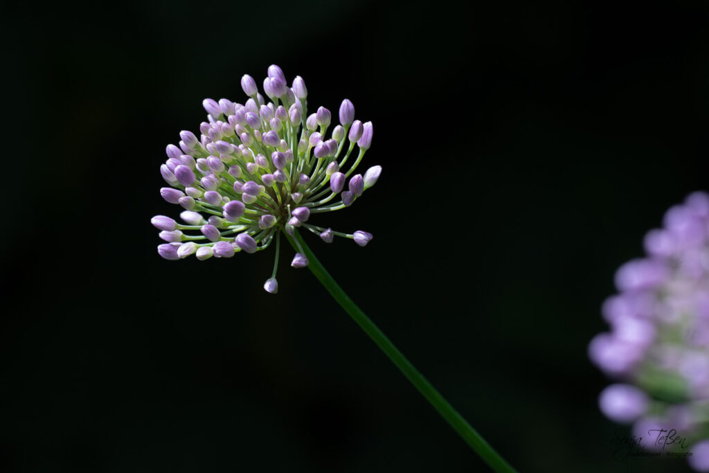 Lauchblüte vor schwarzem Hintergrund